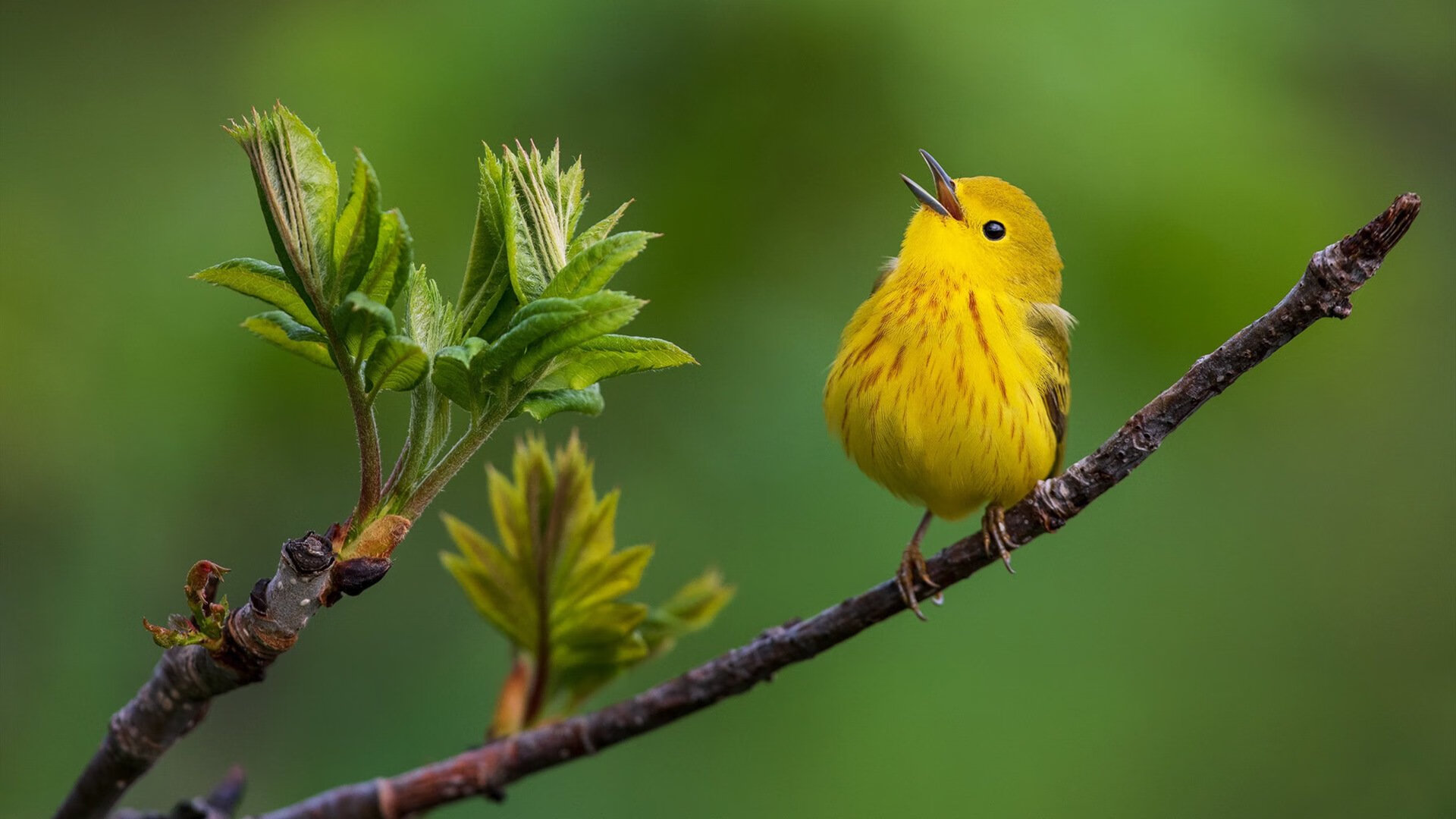 青训策略对比：欧洲与南美青训体系的差异，青训策略对比_欧洲与南美青训体系的差异是什么