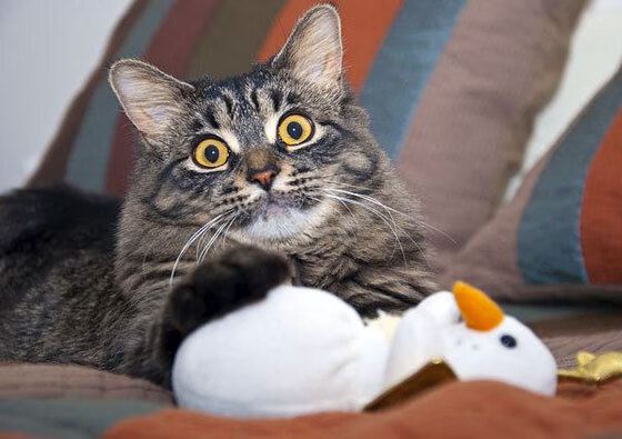 九游体育官网入口-中国男篮重视海外拉练拓展国际视野，为提高男篮大赛成绩,给中国男篮支招,切实可行的建议!