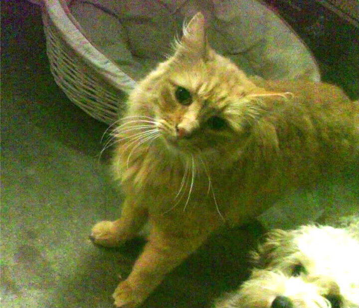 波兰队赛制分析:团体赛制下如何调整战术应对变化,波兰队怎么样