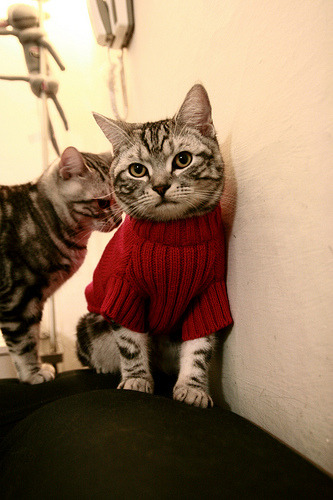 九游娱乐app-美国接力队再度夺魁 气势如虹，美国接力队成员4x100