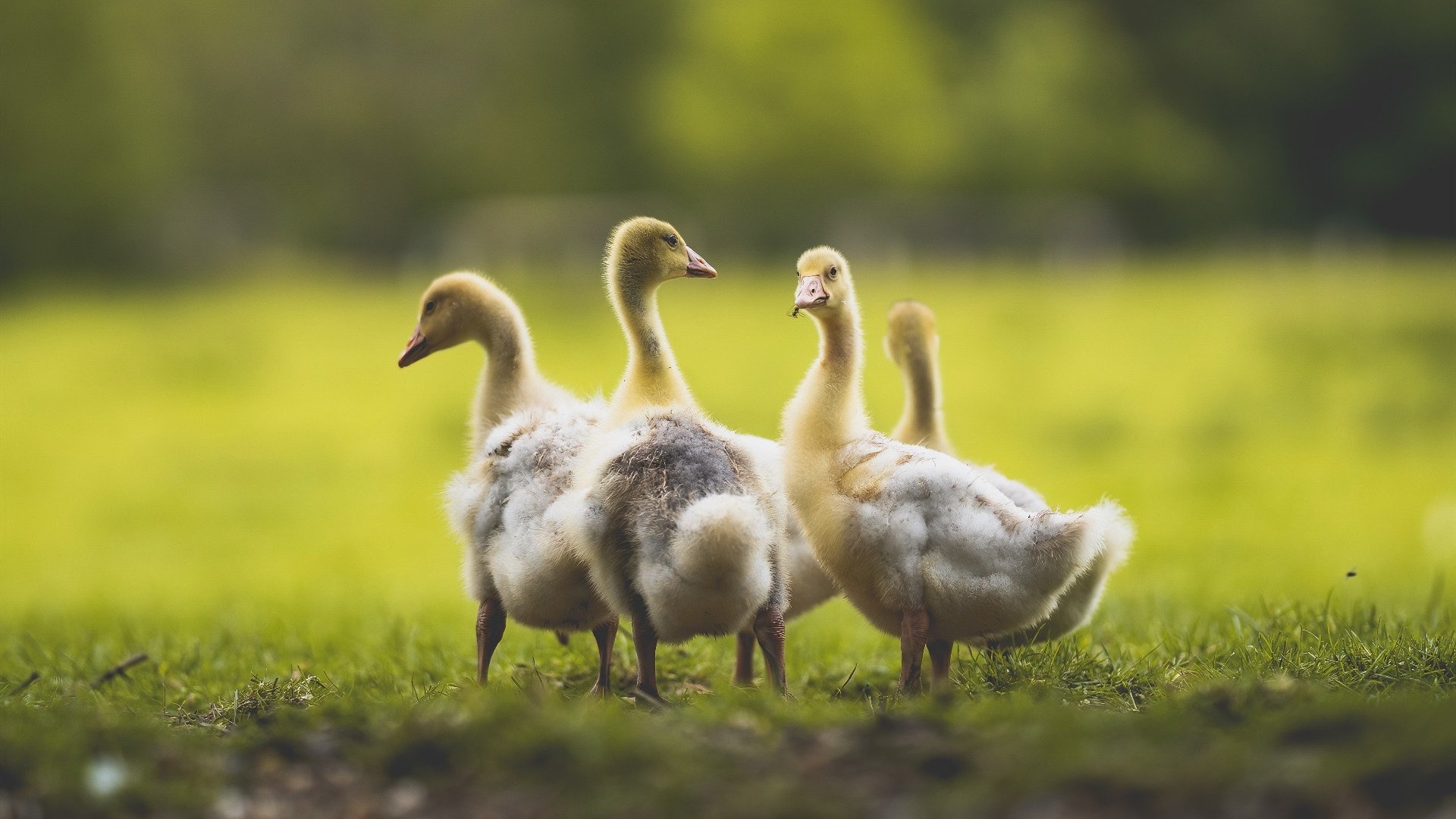 职业球员缺乏媒介沟通技巧培训