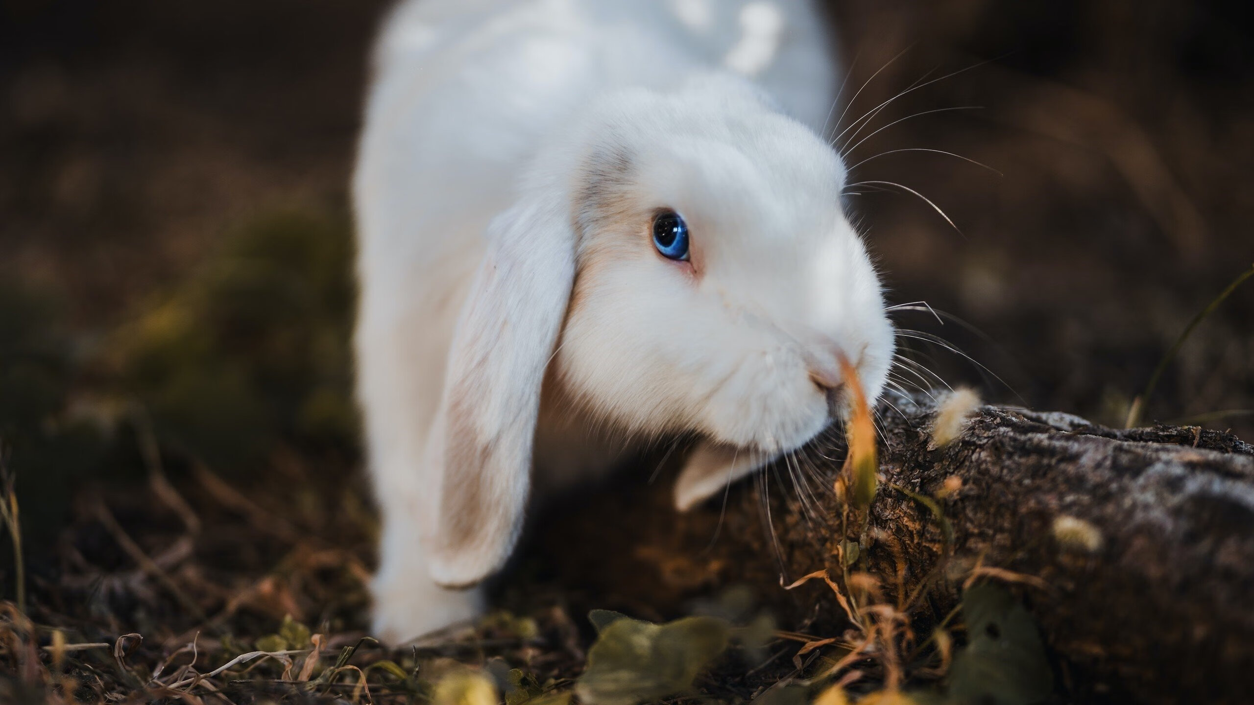 乌拉圭男篮在南美锦标赛中持续崛起,迈向国际舞台,乌拉圭男篮实力